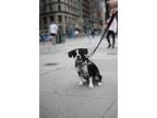 Adopt Mars a Mutt dog in New York, NY (41511802)