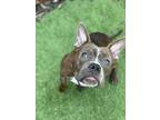 Adopt Webby a American Staffordshire Terrier dog in New York, NY (41511798)