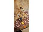 Adopt Kolsch a Tan/Yellow/Fawn Labrador Retriever / Pit Bull Terrier / Mixed dog