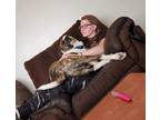 Adopt Tank a Brindle Collie / Pitsky / Mixed dog in Salem, UT (41511748)