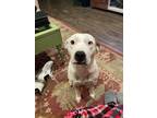 Adopt Sadie Jo a White - with Tan, Yellow or Fawn Australian Shepherd / Texas