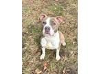Adopt Bronson a American Staffordshire Terrier / Mixed dog in Mobile