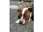 Adopt Stitch a Brown/Chocolate - with White Staffordshire Bull Terrier / Shar