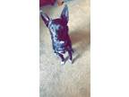 Adopt Zeus a Black - with White Australian Cattle Dog / German Shepherd Dog /
