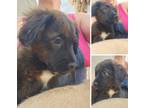 Adopt Simba a Brown/Chocolate - with Black Australian Shepherd / Dachshund /