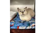 Adopt Sky-Buddy a Cream or Ivory (Mostly) Siamese (short coat) cat in
