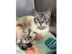 Adopt Amethyst a White (Mostly) Siamese (short coat) cat in Lauderhill