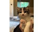 Adopt Cookie and Muffin a Tan or Fawn Tabby Domestic Longhair (long coat) cat in