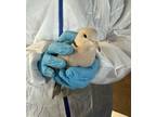 Adopt Beatrice(3) a Dove bird in Kelowna, BC (41511468)
