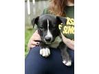 Adopt Lavender a Black - with White American Pit Bull Terrier / Mixed dog in