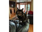 Adopt Lily & Birdy a Black & White or Tuxedo American Shorthair / Mixed (short