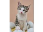 Adopt Clyde a Brown Tabby Domestic Shorthair (short coat) cat in Mullica Hill