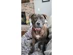 Adopt Sammie a Brindle - with White Pit Bull Terrier / Boxer / Mixed dog in