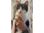 Adopt Sassy a Domestic Shorthair / Mixed cat in Tulare, CA (41511358)