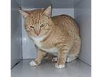 Adopt Oliver a Domestic Shorthair / Mixed cat in Tulare, CA (41511357)