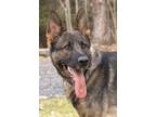 Adopt Tank a Black - with Gray or Silver German Shepherd Dog / Mixed dog in