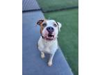 Adopt Tulip a Pit Bull Terrier / Mixed dog in Topeka, KS (41511348)