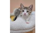 Adopt Este a Brown Tabby Domestic Shorthair (short coat) cat in Mullica Hill