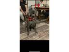 Adopt Gunner a Gray/Blue/Silver/Salt & Pepper Weimaraner / Mixed dog in Tuscola
