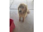 Adopt Biscuit a Red/Golden/Orange/Chestnut German Shepherd Dog / Mixed dog in