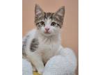Adopt Ines a Brown Tabby Domestic Shorthair (short coat) cat in Mullica Hill