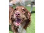 Adopt Myra a Red/Golden/Orange/Chestnut - with White Australian Shepherd / Mixed