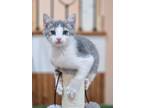 Adopt Kelce a Gray or Blue Domestic Shorthair (short coat) cat in Mullica Hill