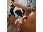 Adopt Rusty a White - with Black Catahoula Leopard Dog / Mixed dog in Allen