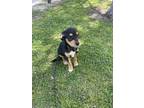 Adopt Aquiles a Black Mixed Breed (Medium) / Mixed dog in Oceanside