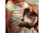 Adopt Boujee a Brown Tabby Tabby / Mixed (medium coat) cat in Woods Cross