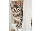 Adopt Lennon a Brown Tabby Domestic Shorthair (short coat) cat in Mullica Hill