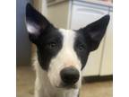 Adopt Bozeman a Black - with White Border Collie / Australian Cattle Dog / Mixed