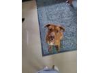 Adopt Azul a Red/Golden/Orange/Chestnut German Shepherd Dog / Rhodesian