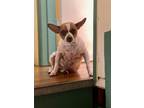 Adopt Oliver a White - with Brown or Chocolate Jack Russell Terrier / Mixed dog