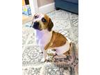Adopt King a White - with Tan, Yellow or Fawn Beagle / American Pit Bull Terrier