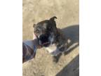 Adopt Bear a Brindle Mutt / Mixed dog in Viola, WI (41511216)