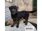 Adopt Sonia a Gray/Silver/Salt & Pepper - with Black Schnauzer (Standard) /