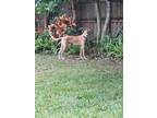 Adopt Cooper a Tan/Yellow/Fawn - with White Greyhound / Labrador Retriever /