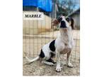 Adopt Marble a White - with Brown or Chocolate Beagle / Mixed Breed (Small) /