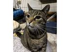 Adopt Miss Peach a Brown Tabby Domestic Shorthair (short coat) cat in Virginia