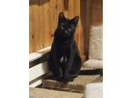 Adopt Noche a Black & White or Tuxedo Domestic Shorthair (short coat) cat in