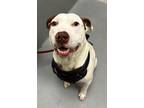 Adopt BANE a American Staffordshire Terrier / Mixed Breed (Medium) / Mixed dog