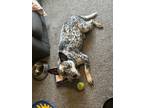 Adopt Stella a Gray/Silver/Salt & Pepper - with White Australian Cattle Dog /