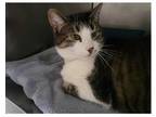 Adopt Violet a Domestic Shorthair / Mixed (short coat) cat in Angola