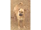 Adopt Chase a Brown/Chocolate - with Tan German Shepherd Dog / Dalmatian / Mixed