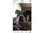 Adopt Pickles a Tan/Yellow/Fawn - with White Whippet / Mixed dog in Port