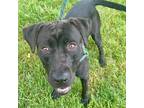 Adopt ARGYLE a Black Labrador Retriever / Chow Chow / Mixed dog in Indianapolis