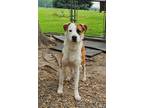 Adopt Danny a Tricolor (Tan/Brown & Black & White) Boxer / St.