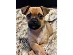 Adopt Pasha a Brown/Chocolate - with Black Pug / Terrier (Unknown Type