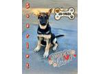 Adopt SCARLET a Black - with Tan, Yellow or Fawn German Shepherd Dog / Mixed dog
